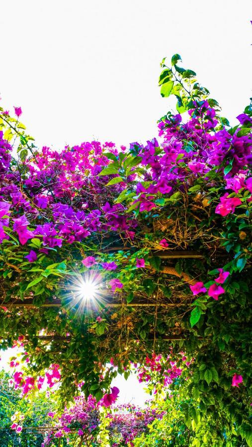 Lemon Garden Lodge Çıralı 외부 사진
