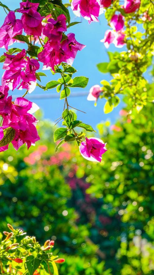 Lemon Garden Lodge Çıralı 외부 사진
