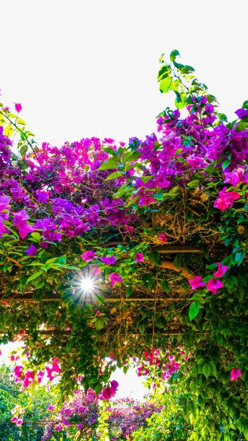 Lemon Garden Lodge Çıralı 외부 사진