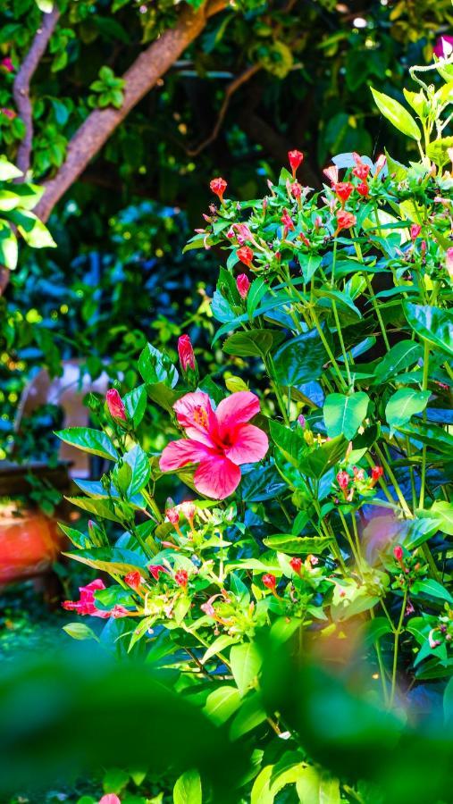Lemon Garden Lodge Çıralı 외부 사진